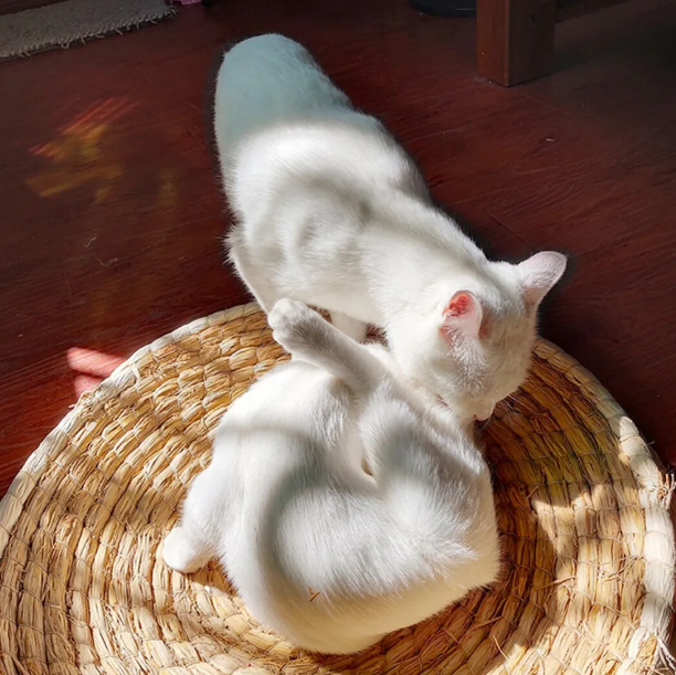 Straw Bed For Cats