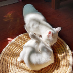 Straw Bed For Cats