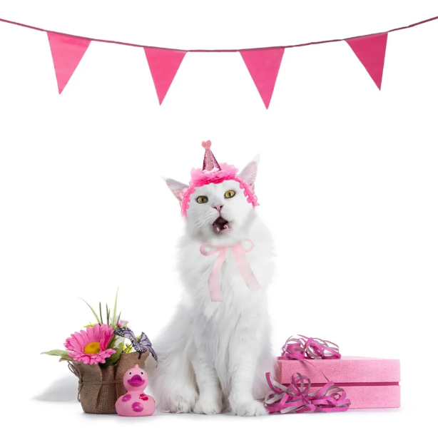 Costume Headband For Cat