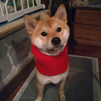 Knitted Warm Hat For Dogs