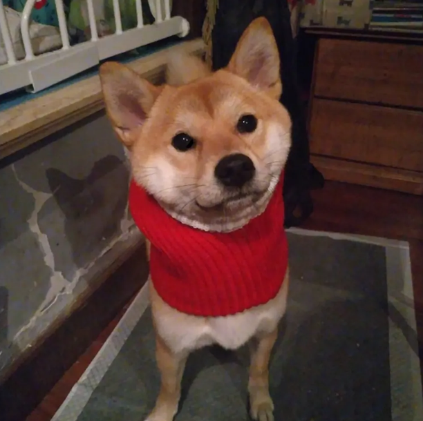 Knitted Warm Hat For Dogs