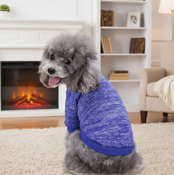 Winter Pet Sweater Outfit