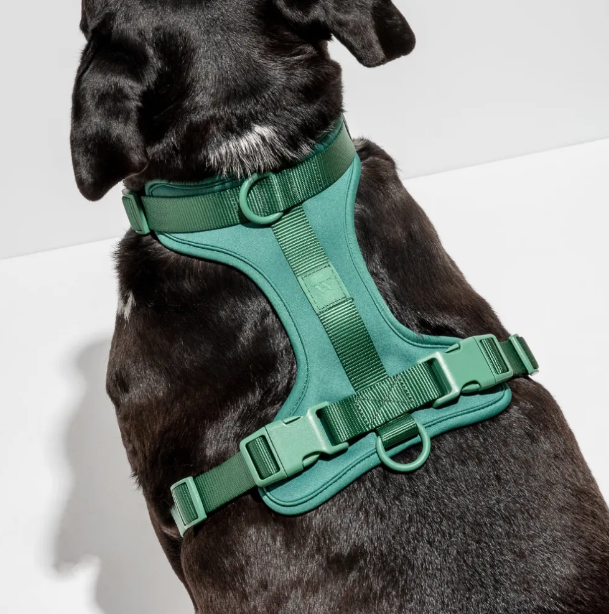 Wild One Dog Harness